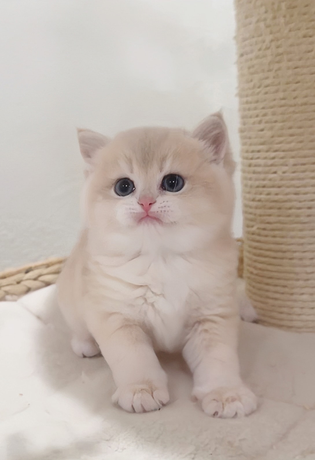 Hibo — British Shorthair adopted from CreamyCutie Cattery in Milpitas, CA