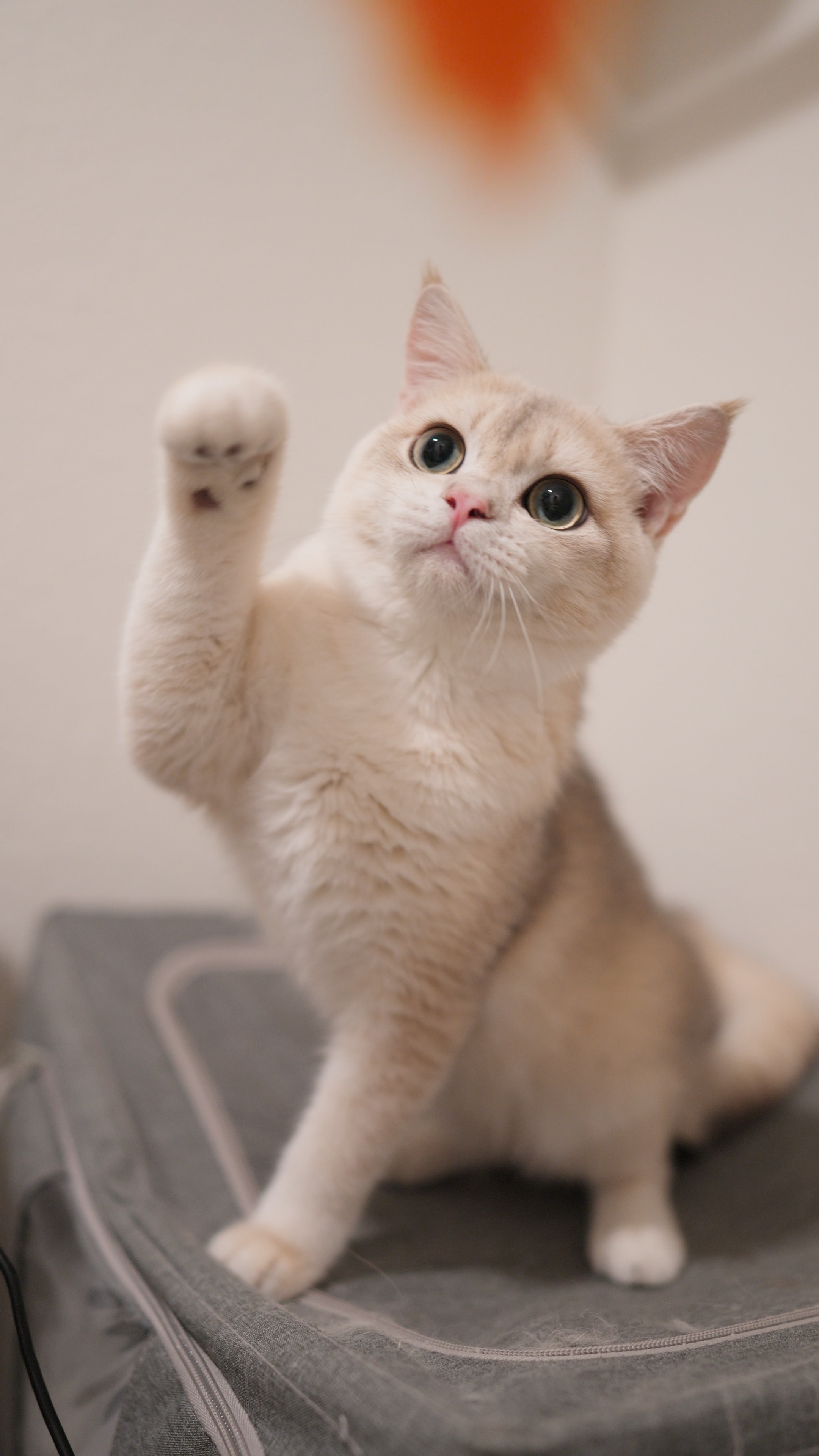 Custard — British Shorthair kitten at CreamyCutie Cattery in Milpitas, CA