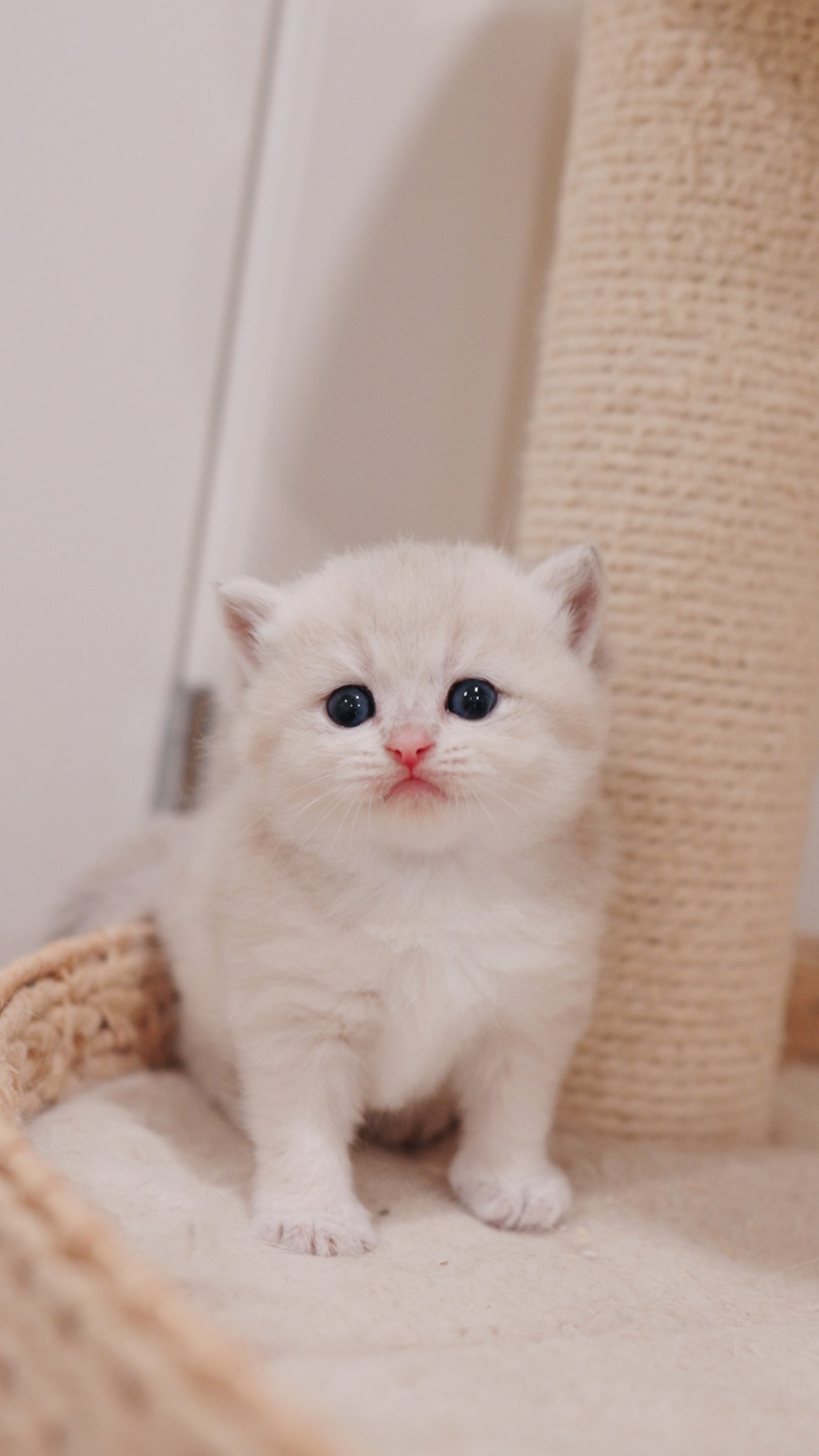 Echo — British Shorthair kitten at CreamyCutie Cattery in Milpitas, CA