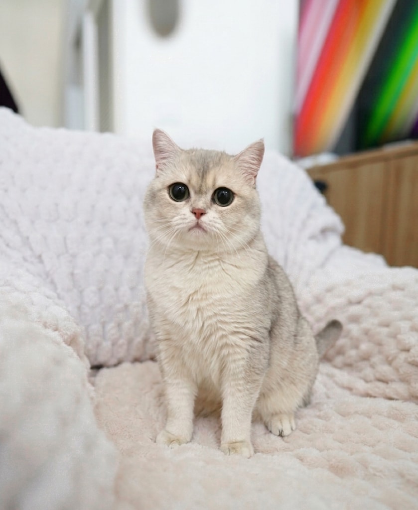 Naifu — British Shorthair queen at CreamyCutie Cattery in Milpitas, CA