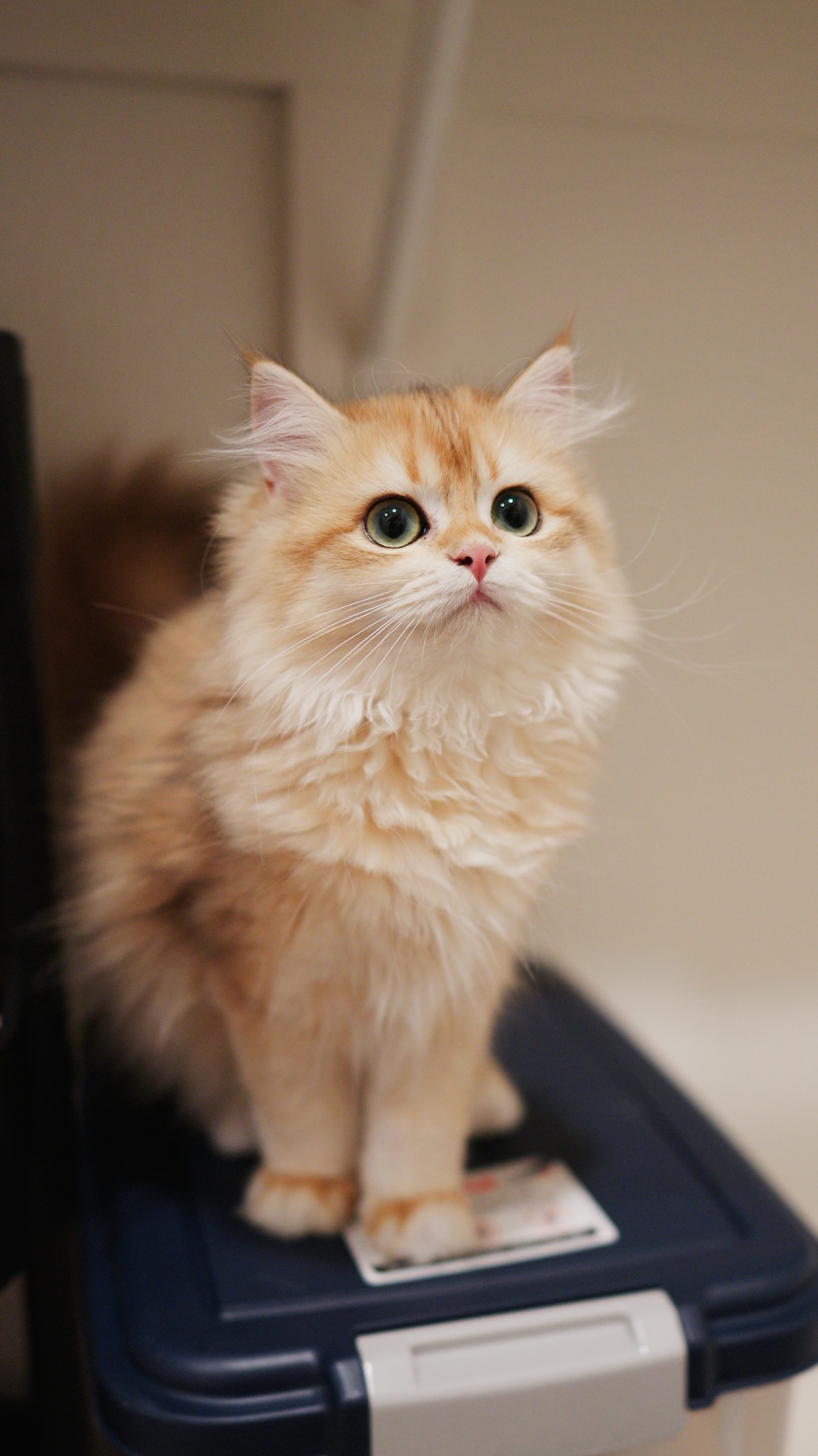 Toffee — British Longhair kitten at CreamyCutie Cattery in Milpitas, CA
