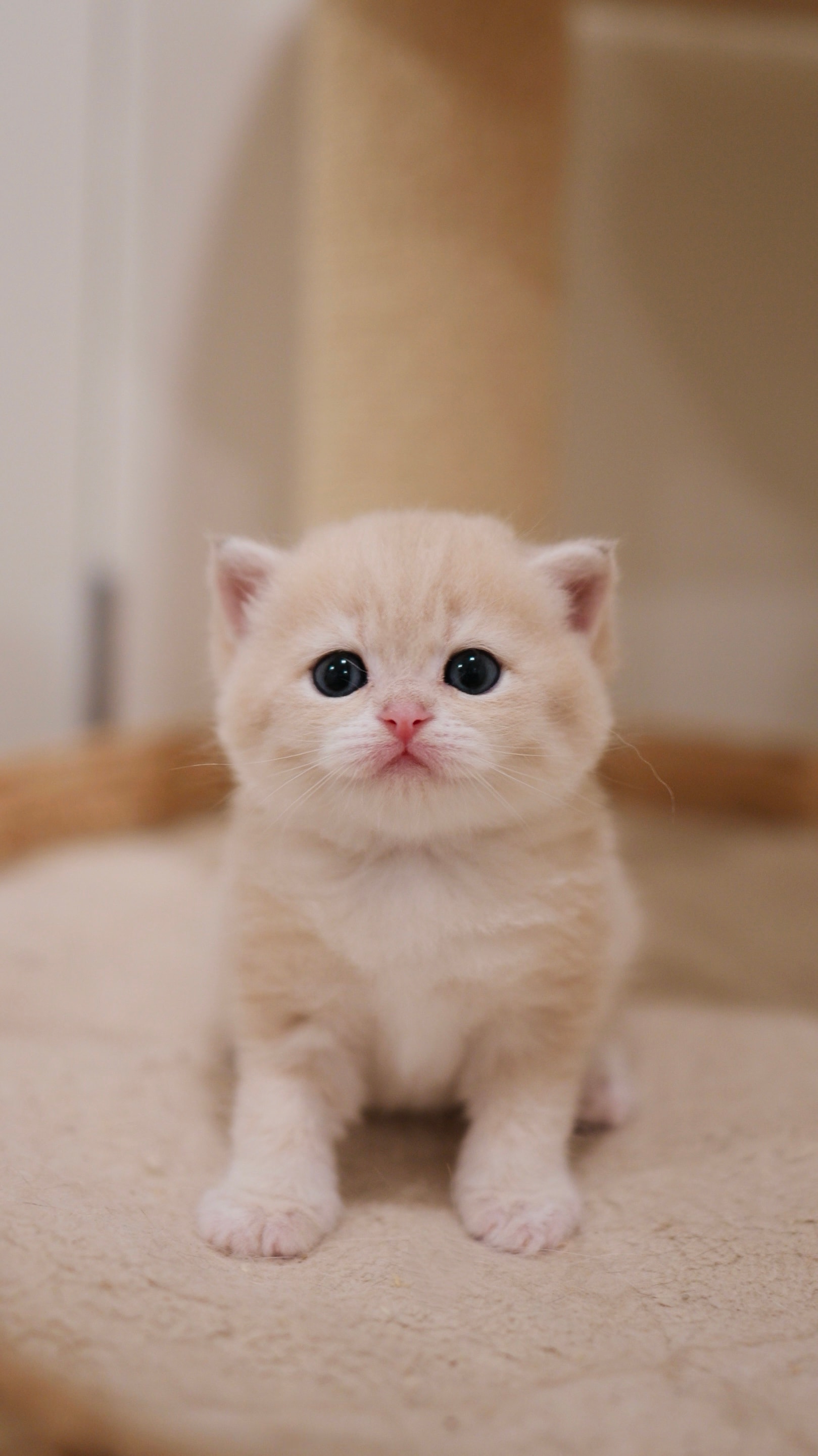 Lina — British Shorthair adopted from CreamyCutie Cattery in Milpitas, CA