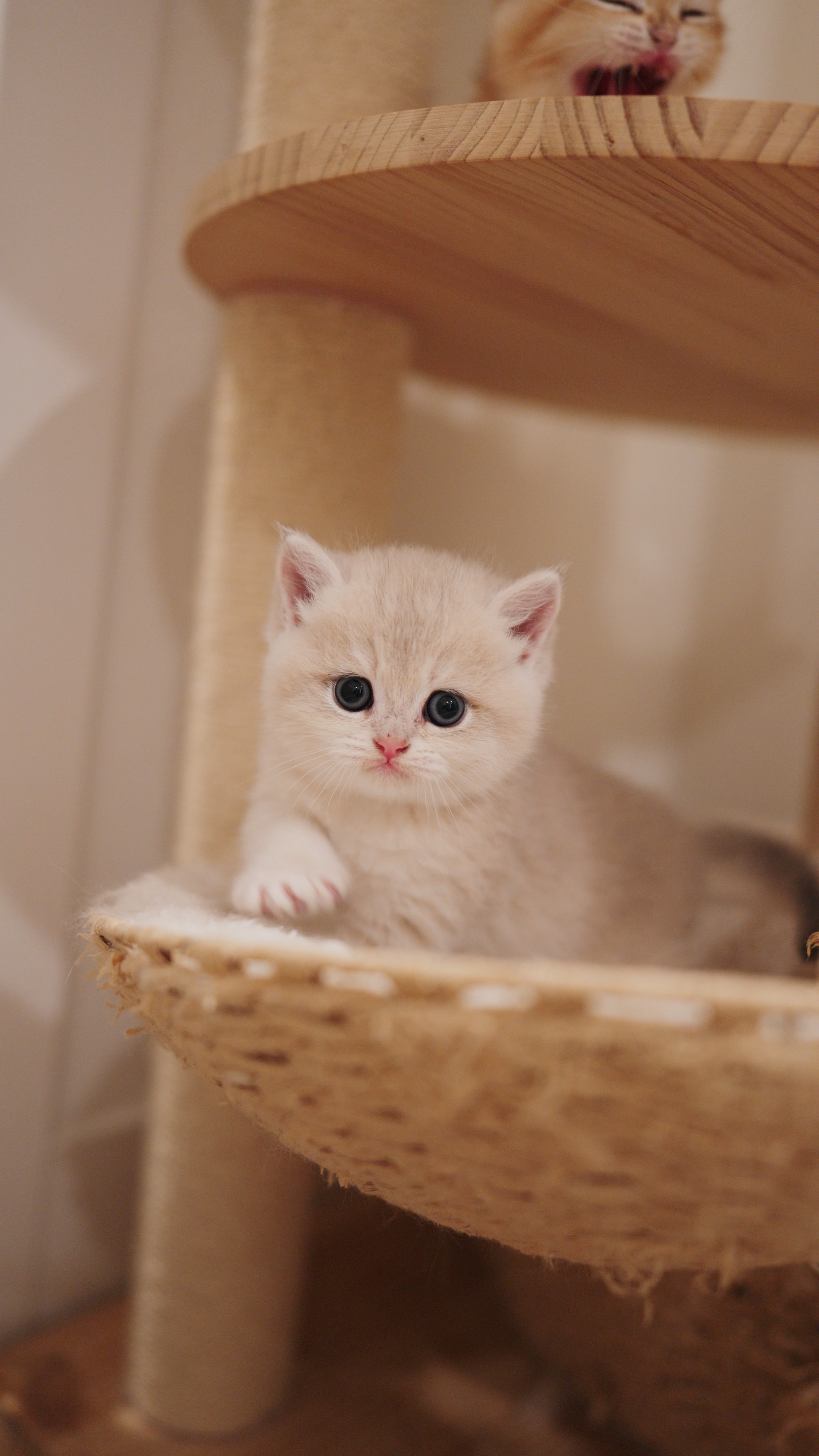 Muffin — British Shorthair adopted from CreamyCutie Cattery in Milpitas, CA