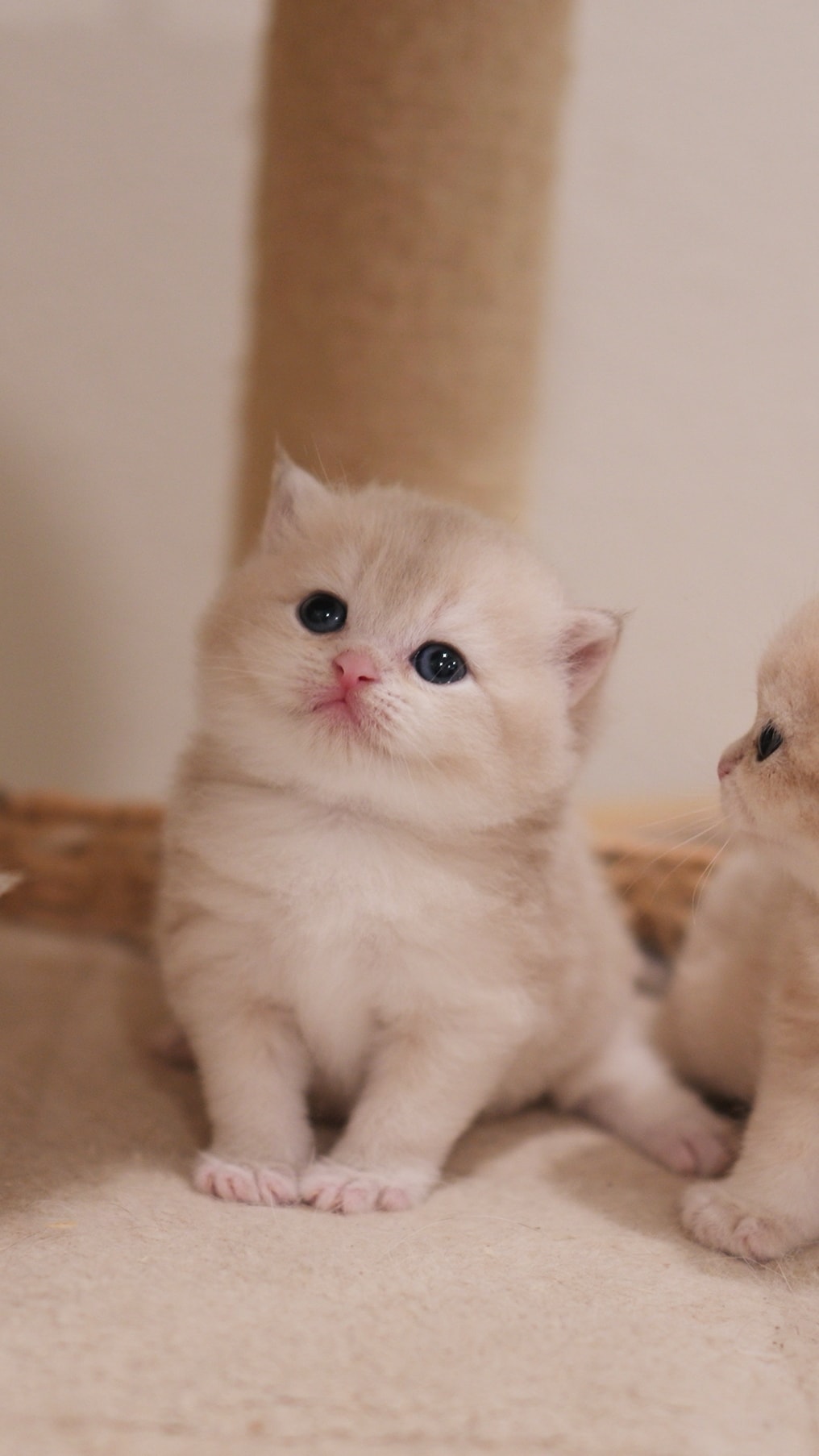 Riki — British Shorthair kitten at CreamyCutie Cattery in Milpitas, CA