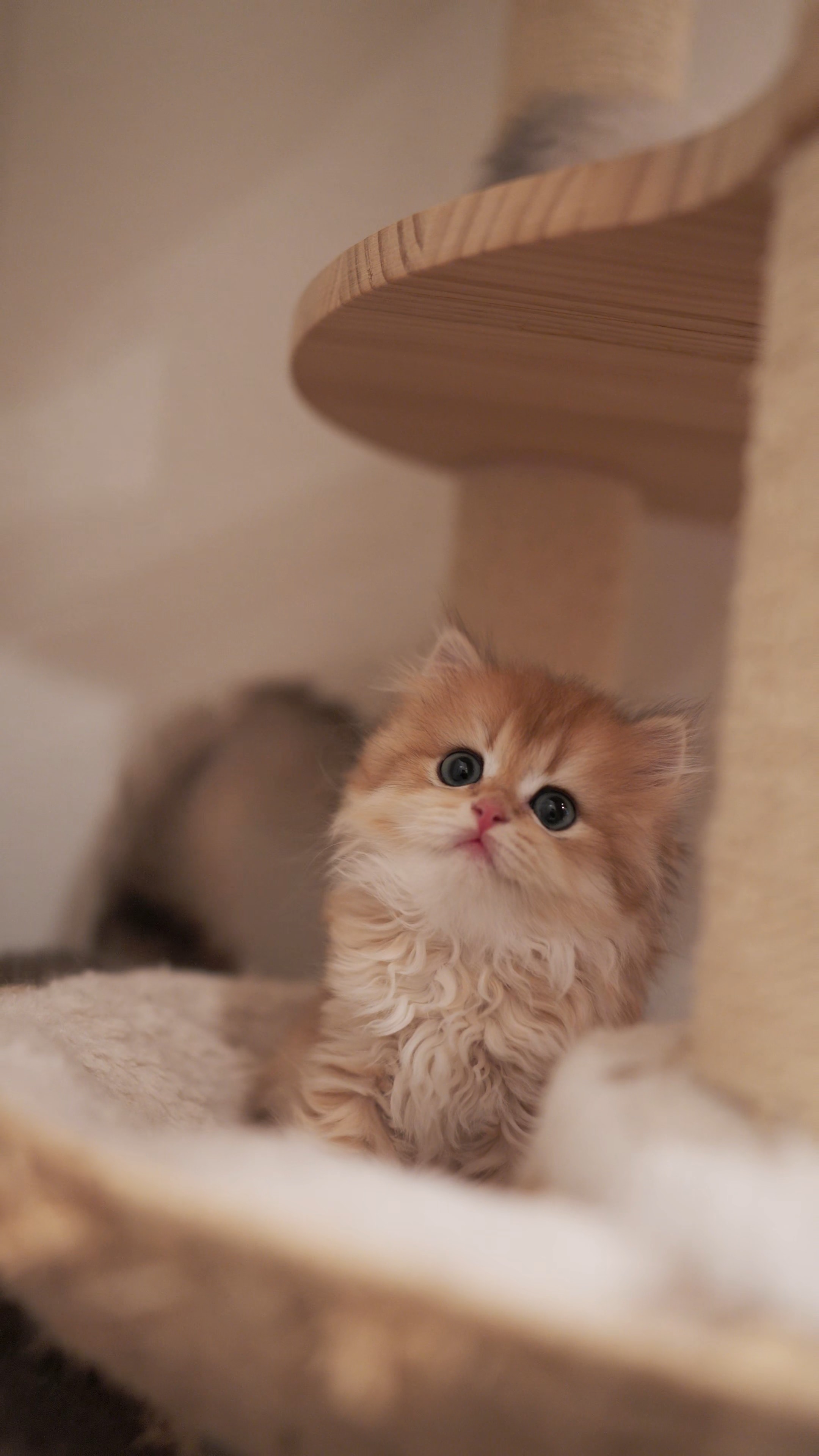 Ginger — British Longhair kitten at CreamyCutie Cattery in Milpitas, CA
