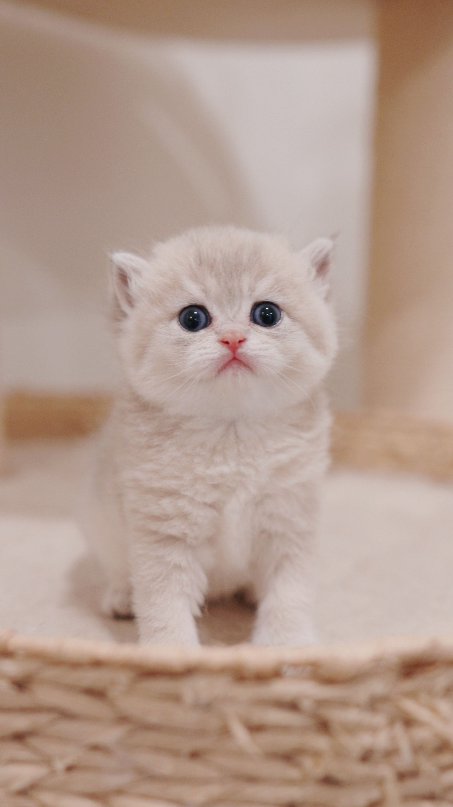 Pebble — British Shorthair adopted from CreamyCutie Cattery in Milpitas, CA