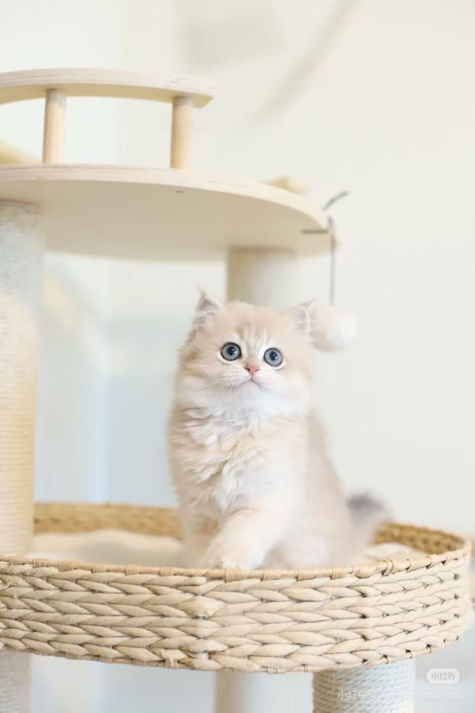 Mio — British Longhair adopted from CreamyCutie Cattery in Milpitas, CA