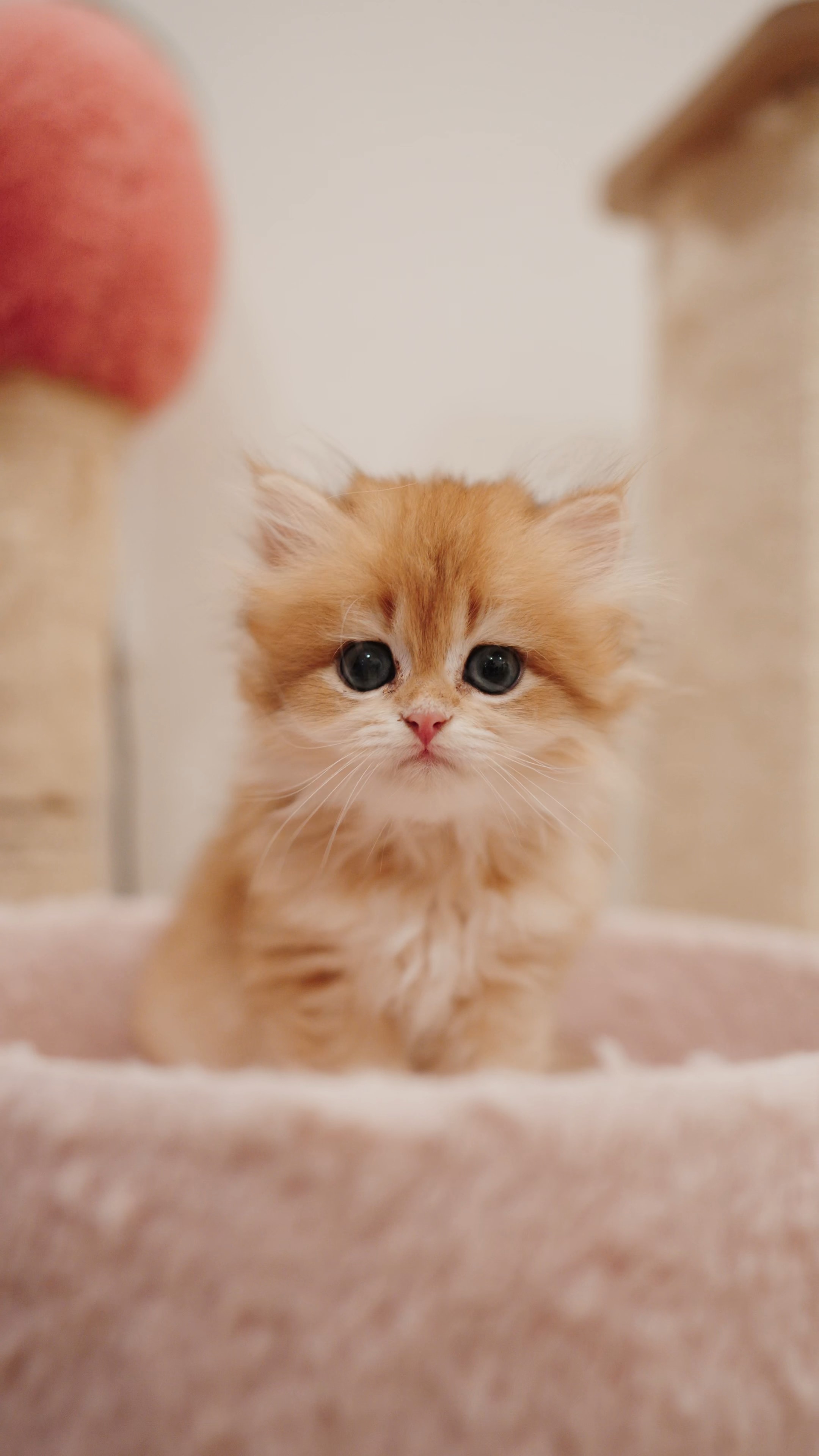 Toffee — British Longhair kitten at CreamyCutie Cattery in Milpitas, CA