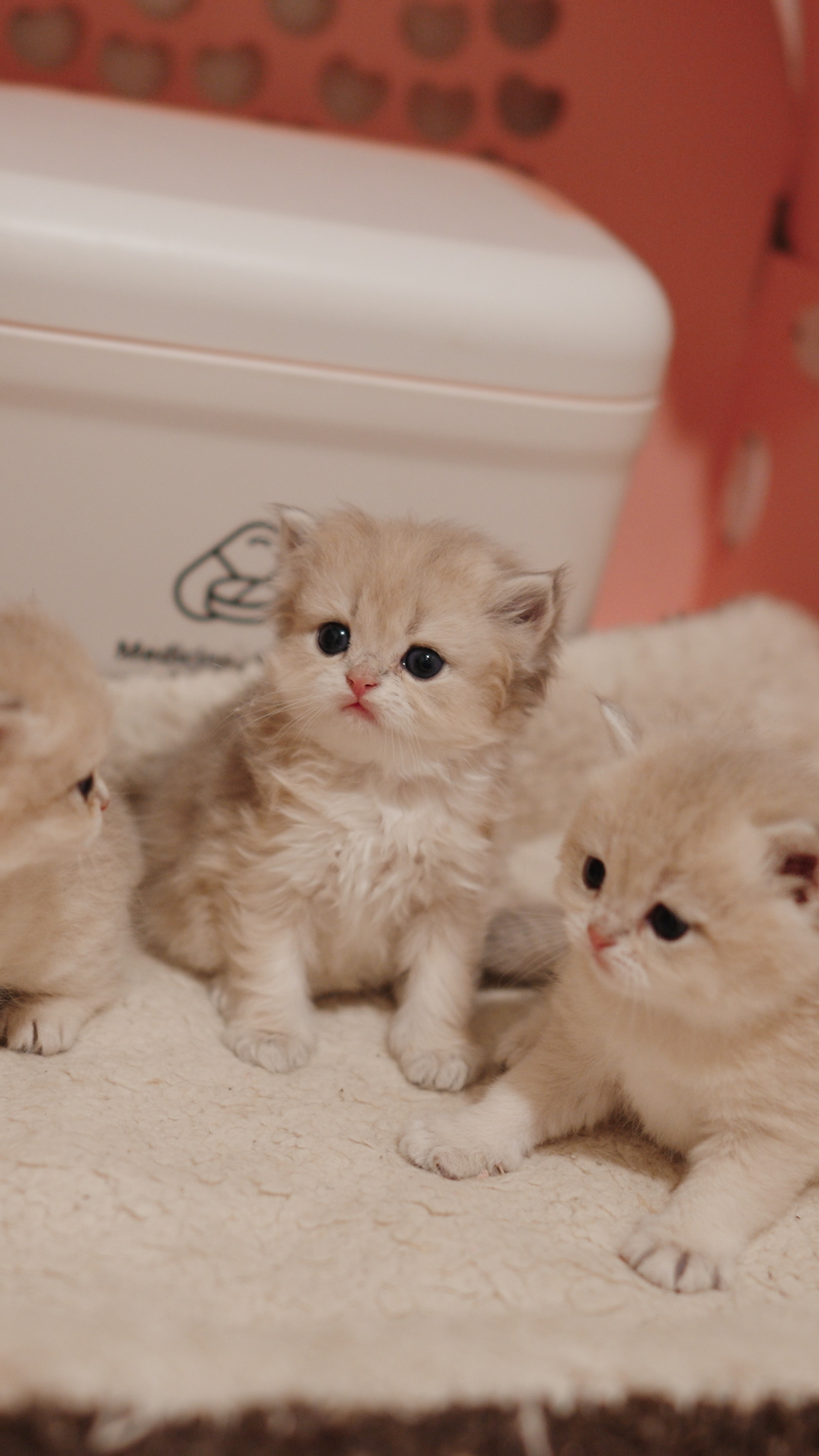 Fufu — British Longhair adopted from CreamyCutie Cattery in Milpitas, CA