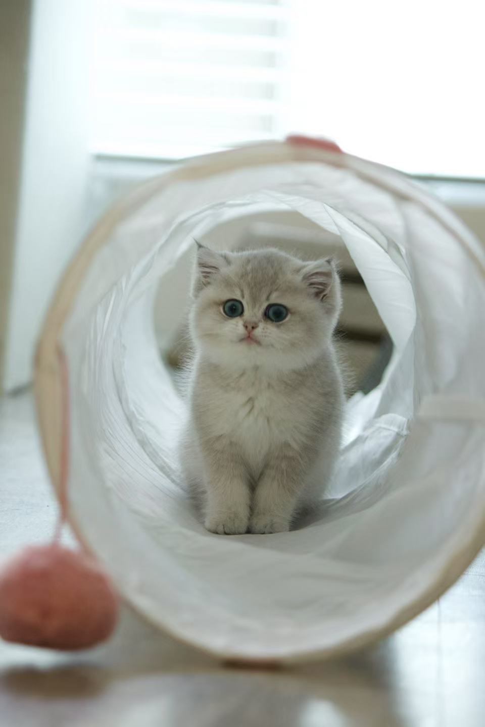 Sesame — British Shorthair adopted from CreamyCutie Cattery in Milpitas, CA