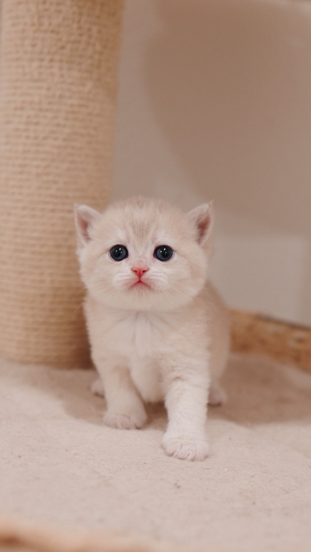Pretzel — British Shorthair kitten at CreamyCutie Cattery in Milpitas, CA