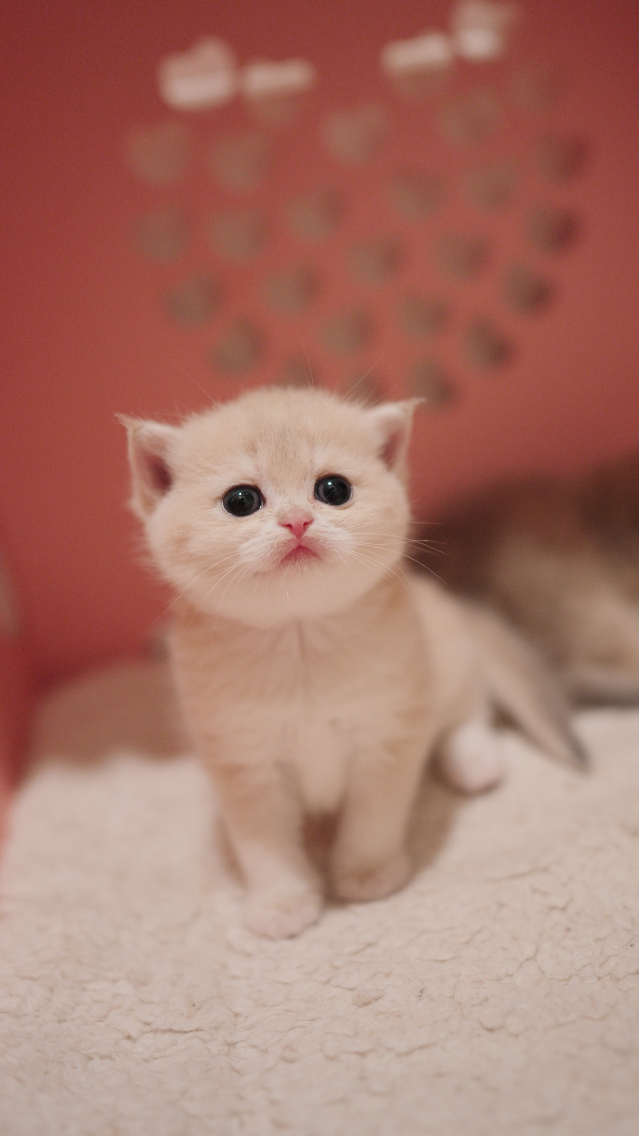Nova — British Shorthair kitten at CreamyCutie Cattery in Milpitas, CA