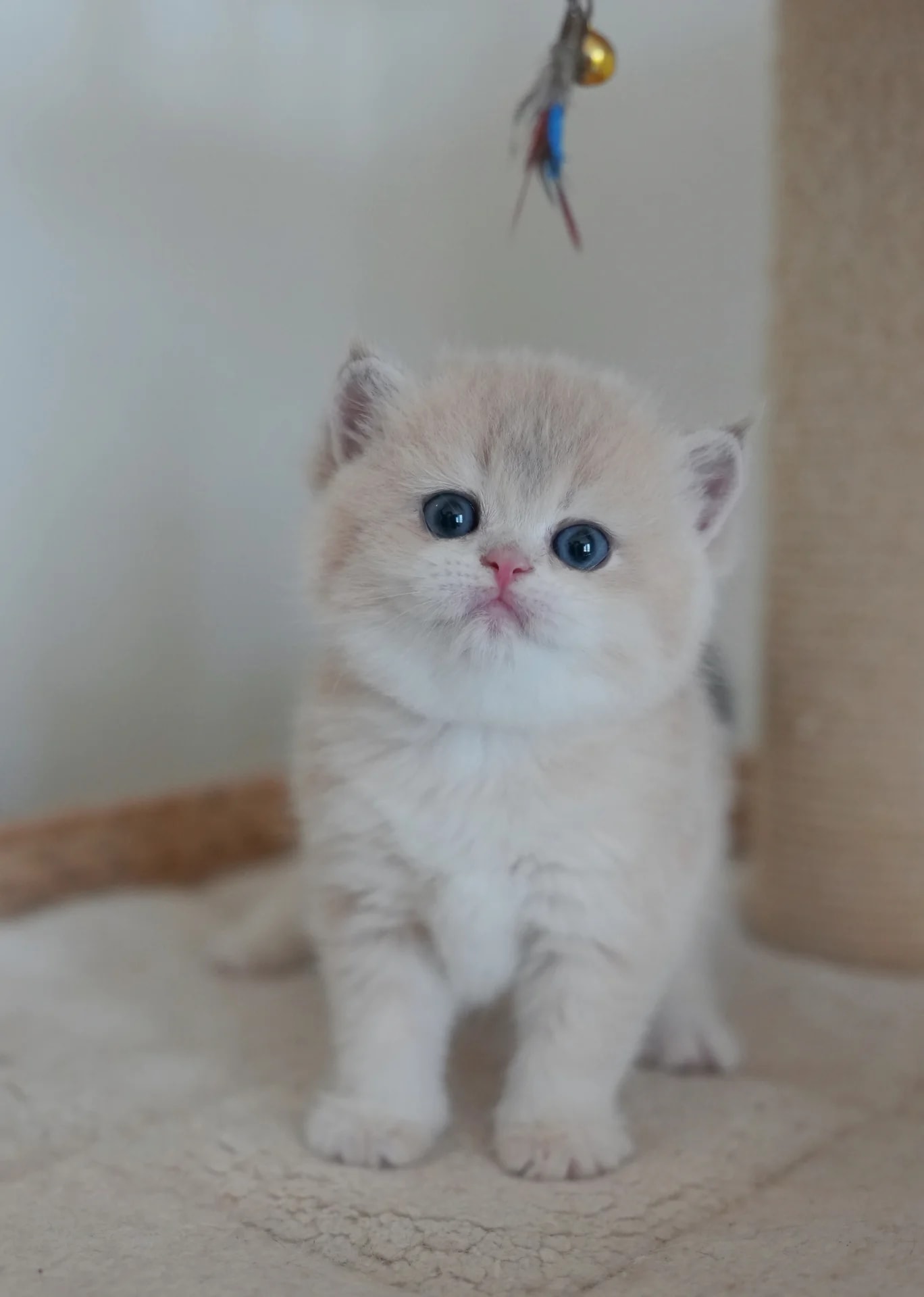 Marshmallow — British Shorthair adopted from CreamyCutie Cattery in Milpitas, CA