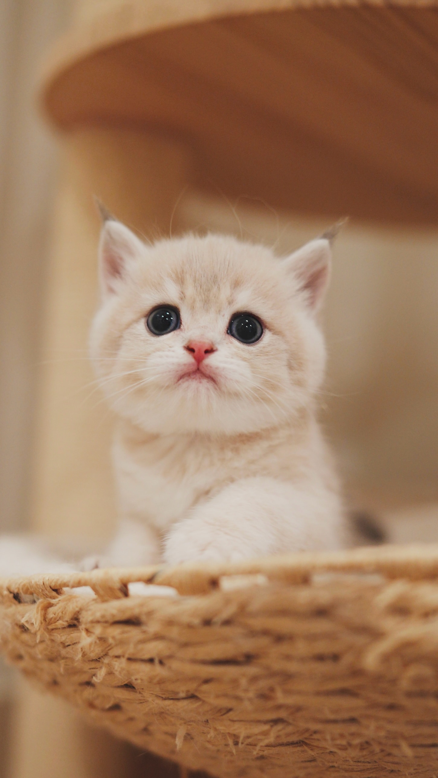 Biscuit — British Shorthair adopted from CreamyCutie Cattery in Milpitas, CA