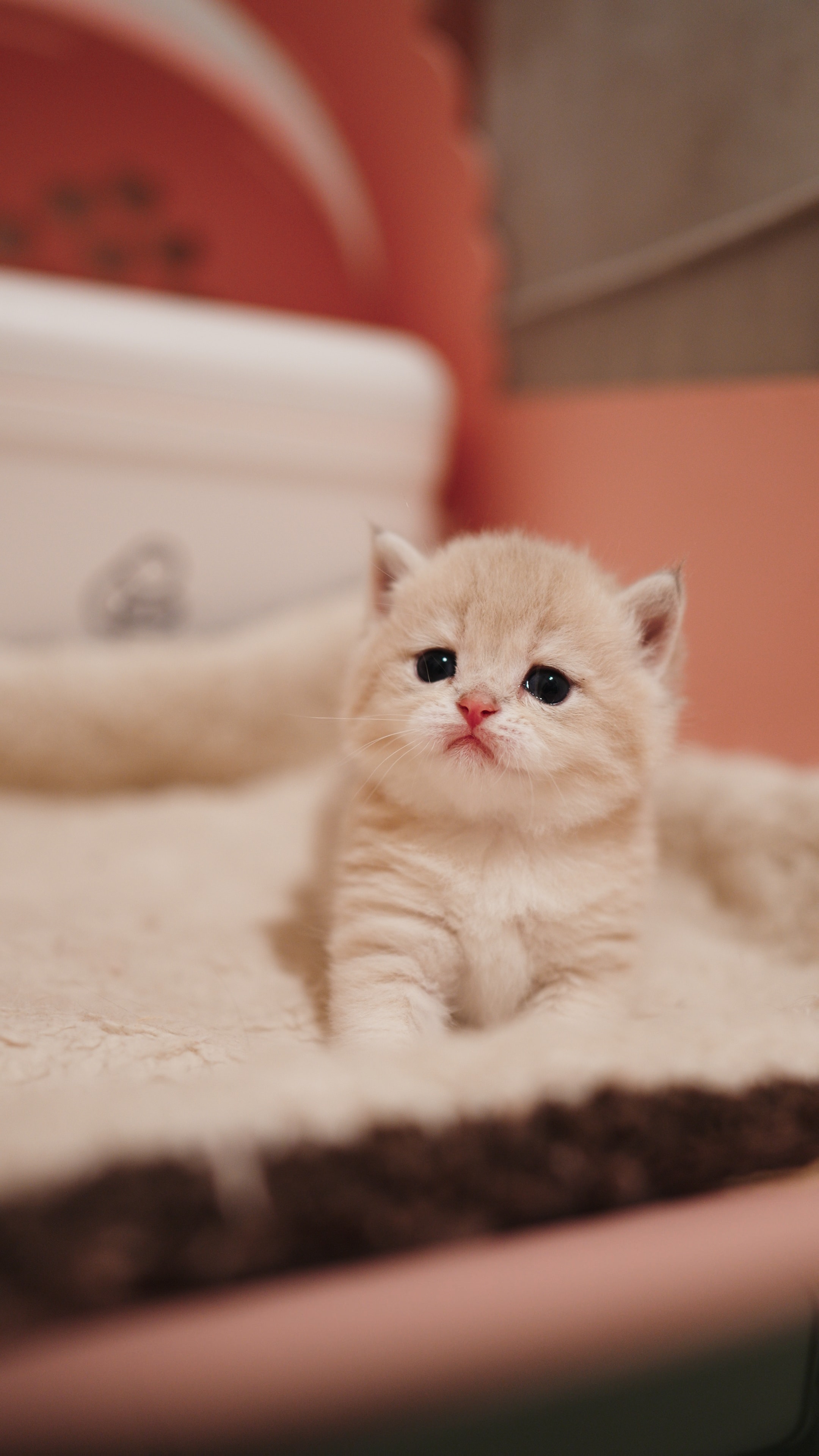 Nugget — British Shorthair kitten at CreamyCutie Cattery in Milpitas, CA