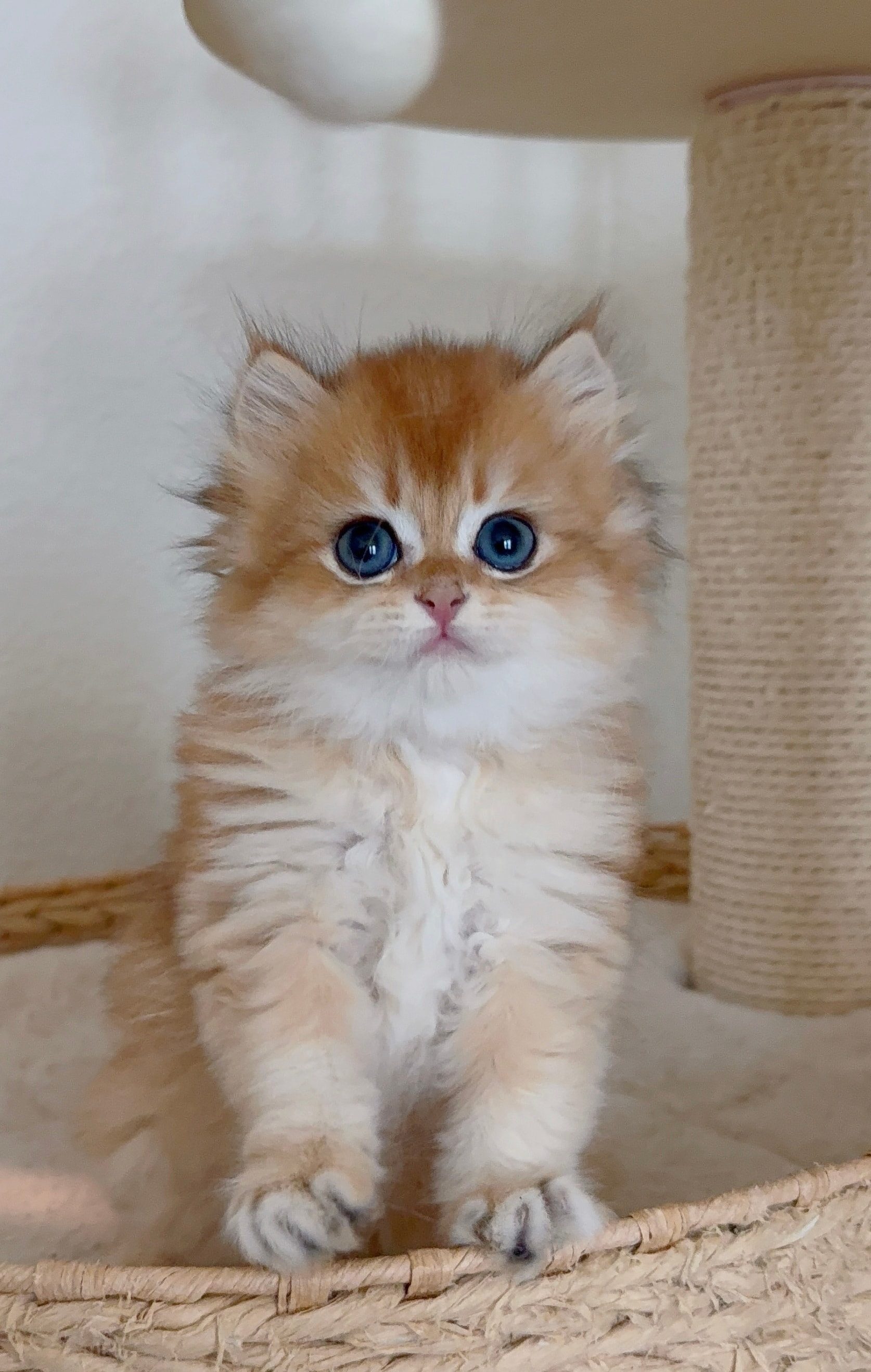 Croissant — British Longhair adopted from CreamyCutie Cattery in Milpitas, CA