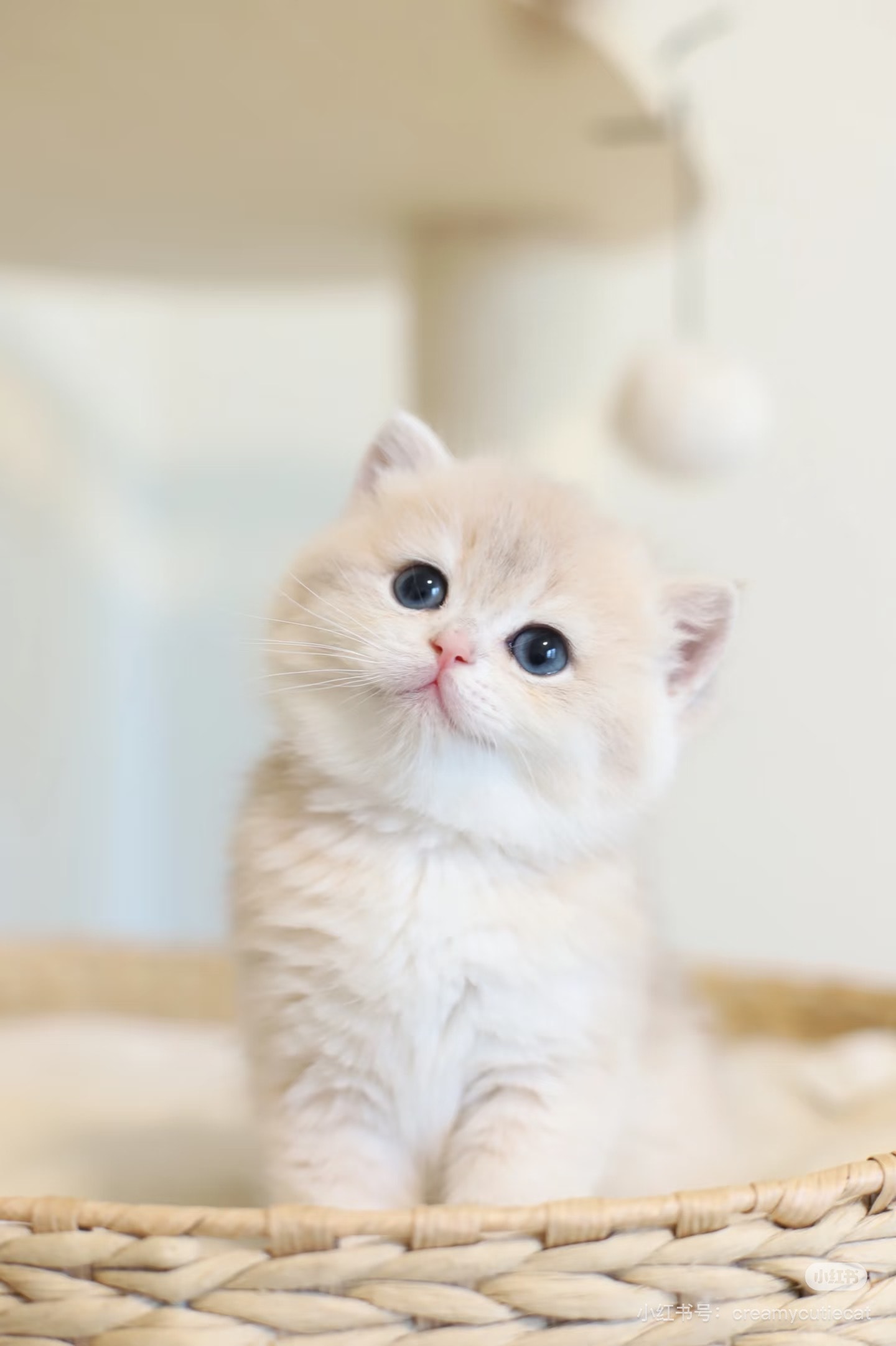 Fubao — British Shorthair adopted from CreamyCutie Cattery in Milpitas, CA
