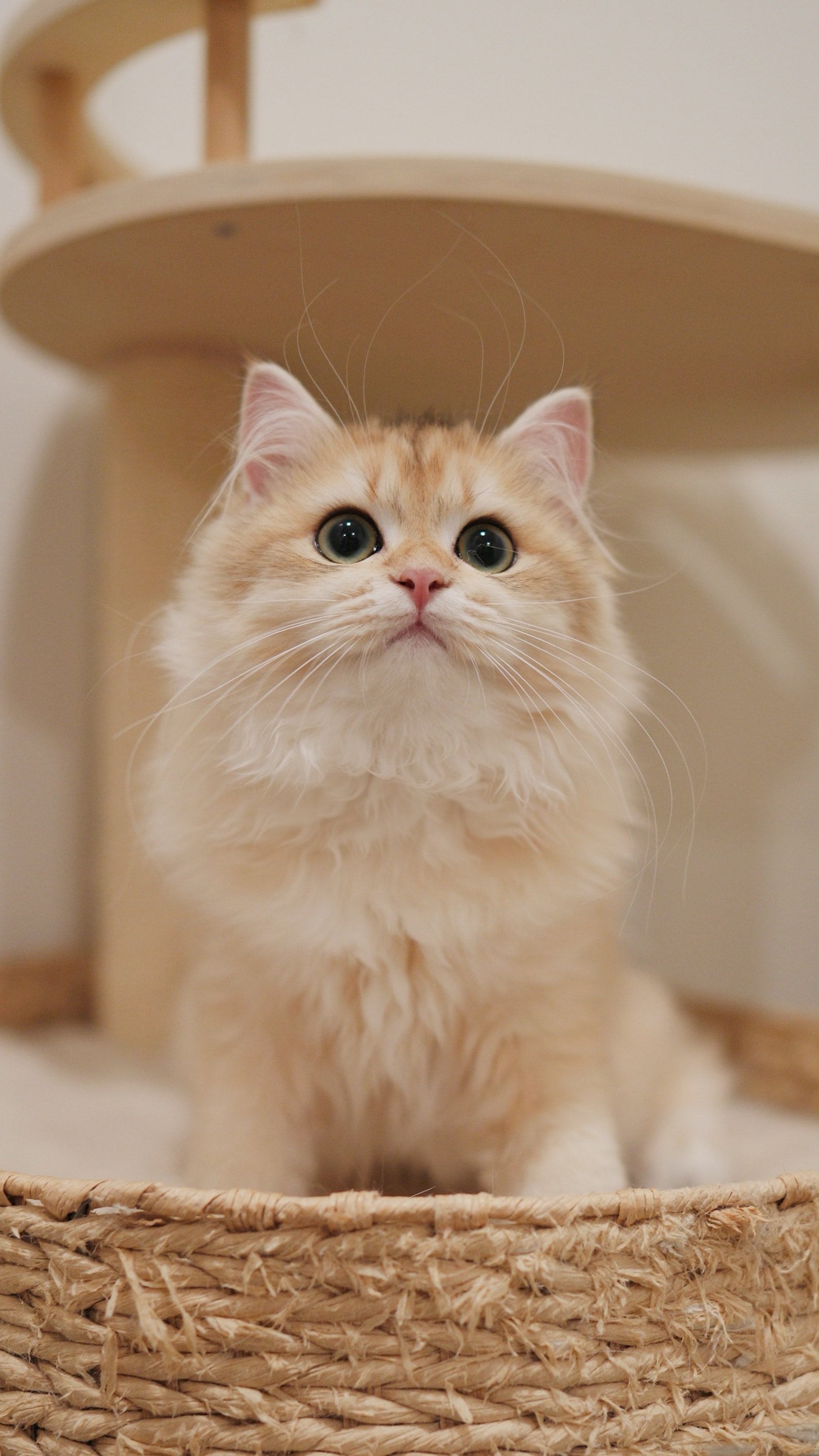 Ginger — British Longhair kitten at CreamyCutie Cattery in Milpitas, CA