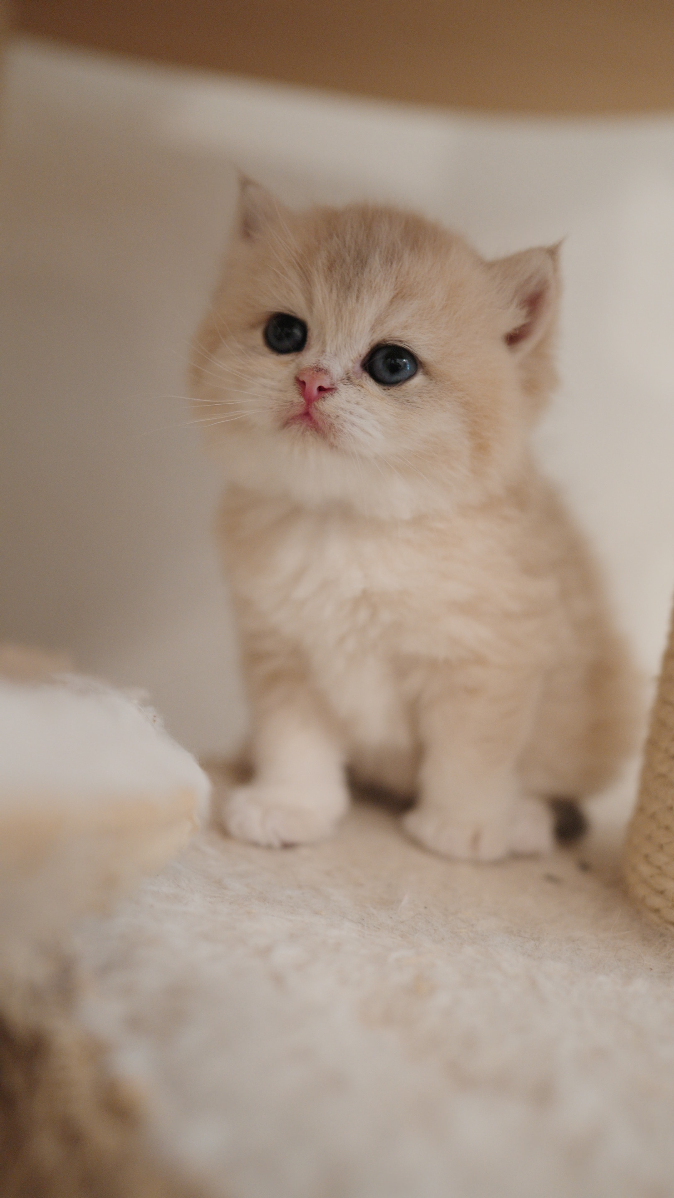 Teddy — British Shorthair adopted from CreamyCutie Cattery in Milpitas, CA