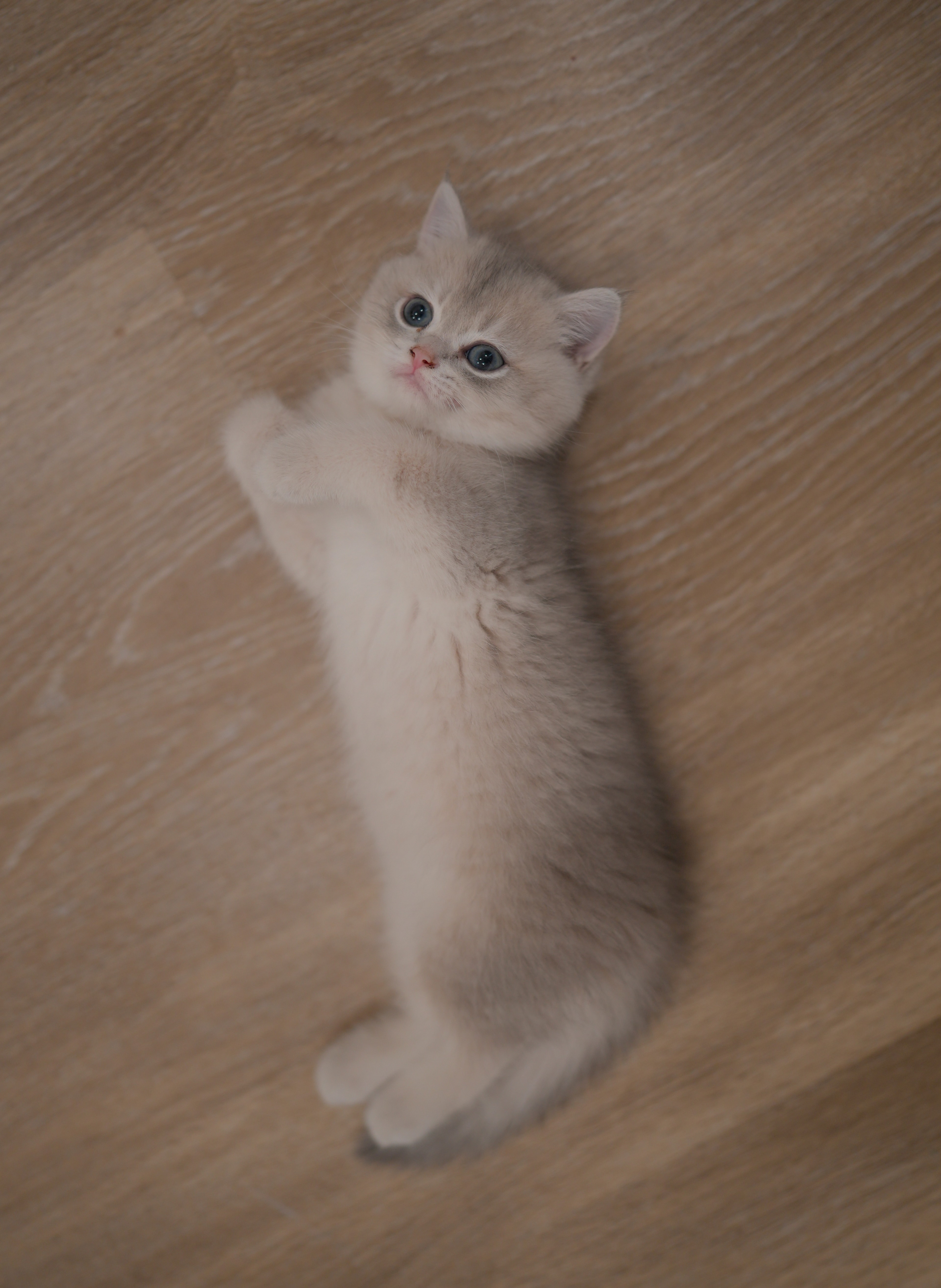 James — British Shorthair adopted from CreamyCutie Cattery in Milpitas, CA