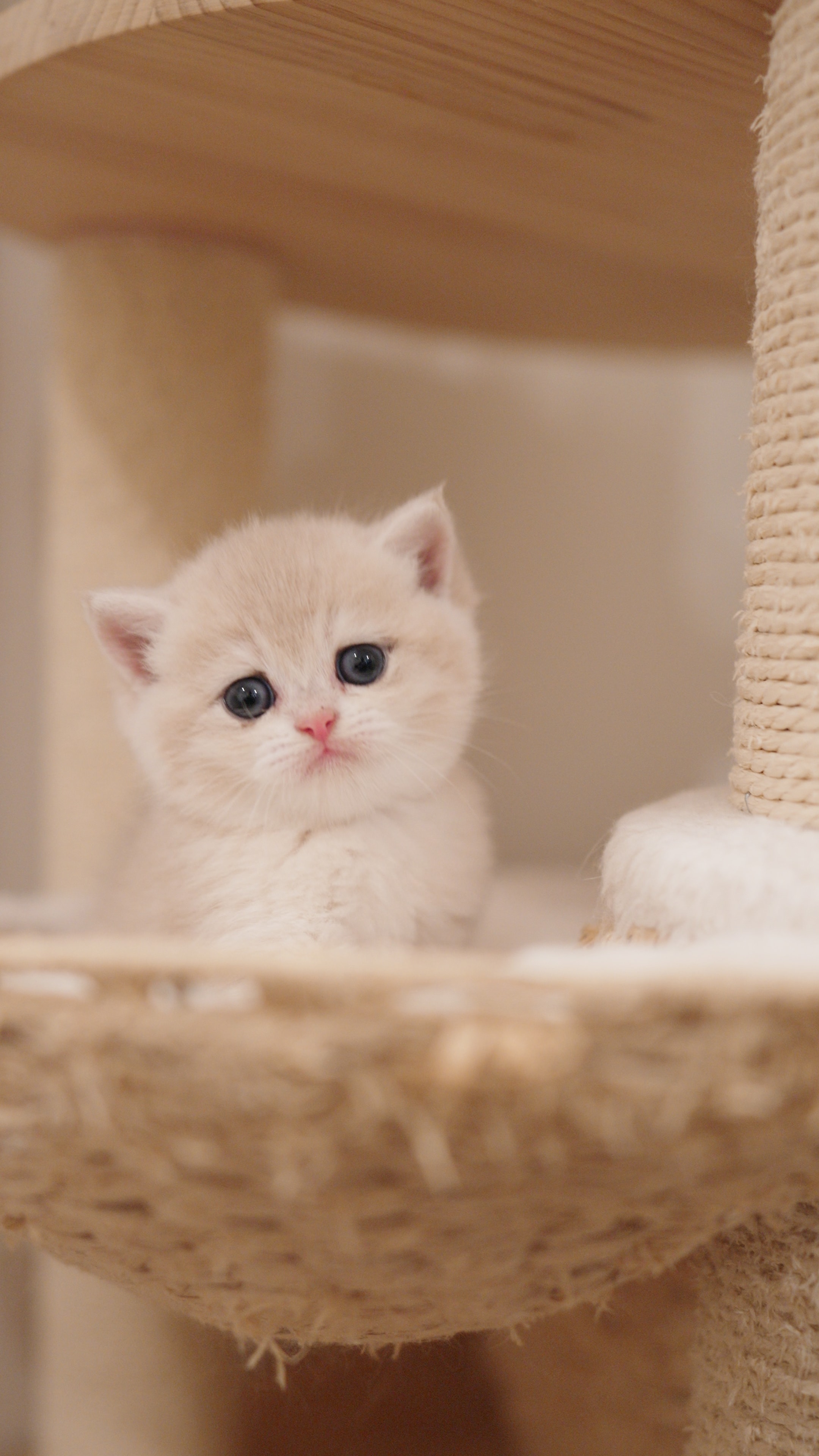 Churro — British Shorthair adopted from CreamyCutie Cattery in Milpitas, CA