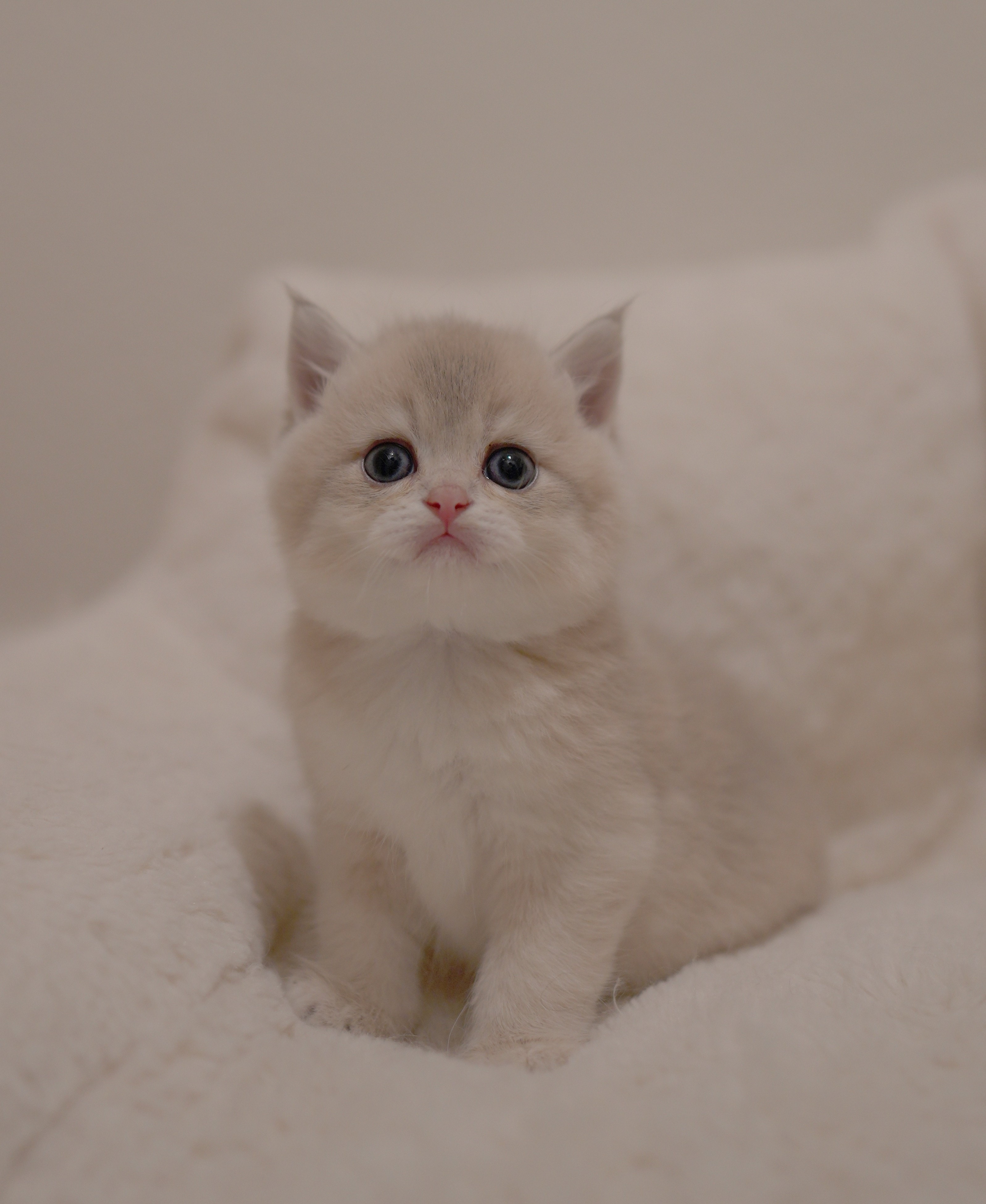 Flo — British Shorthair adopted from CreamyCutie Cattery in Milpitas, CA