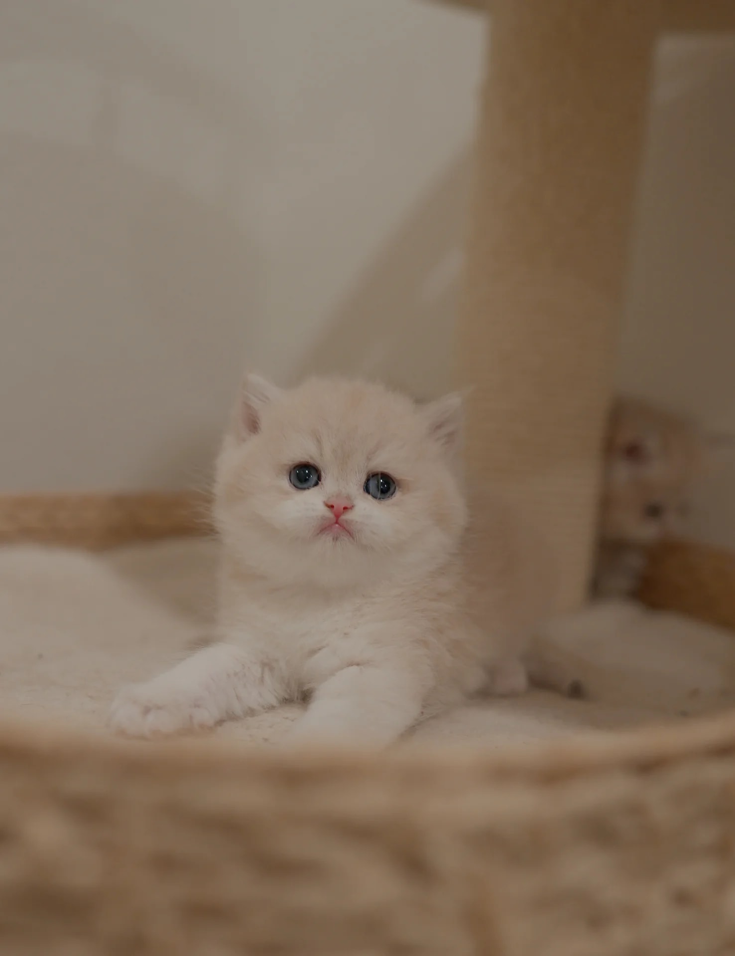 Big Mac — British Shorthair adopted from CreamyCutie Cattery in Milpitas, CA