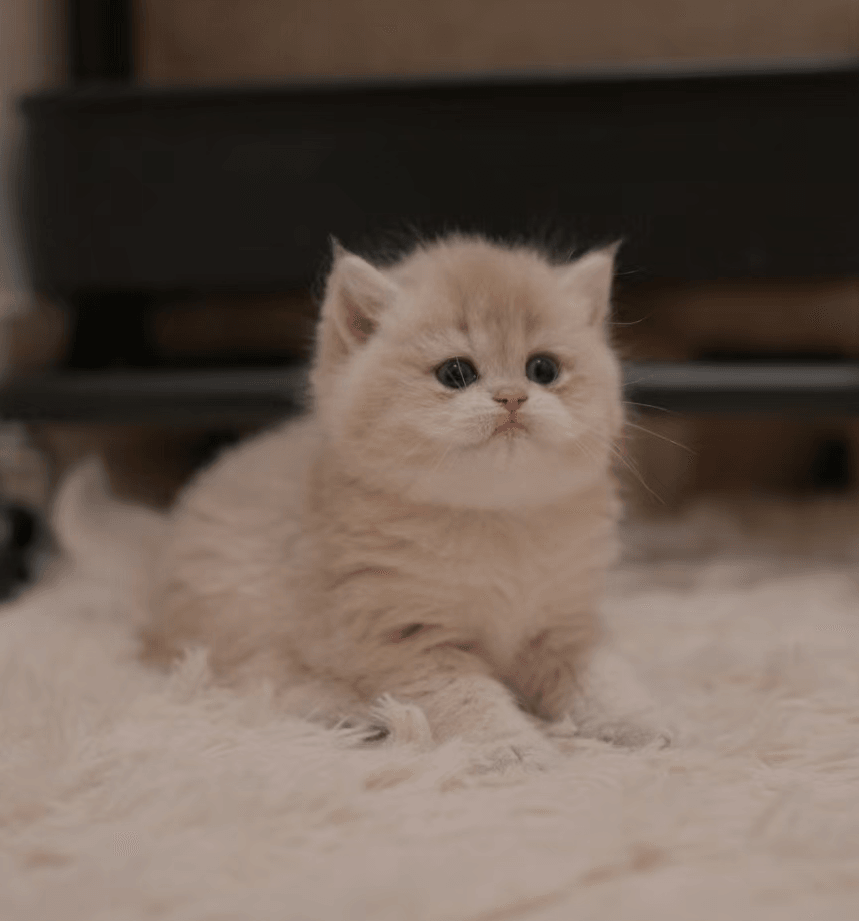 Peach — British Shorthair adopted from CreamyCutie Cattery in Milpitas, CA
