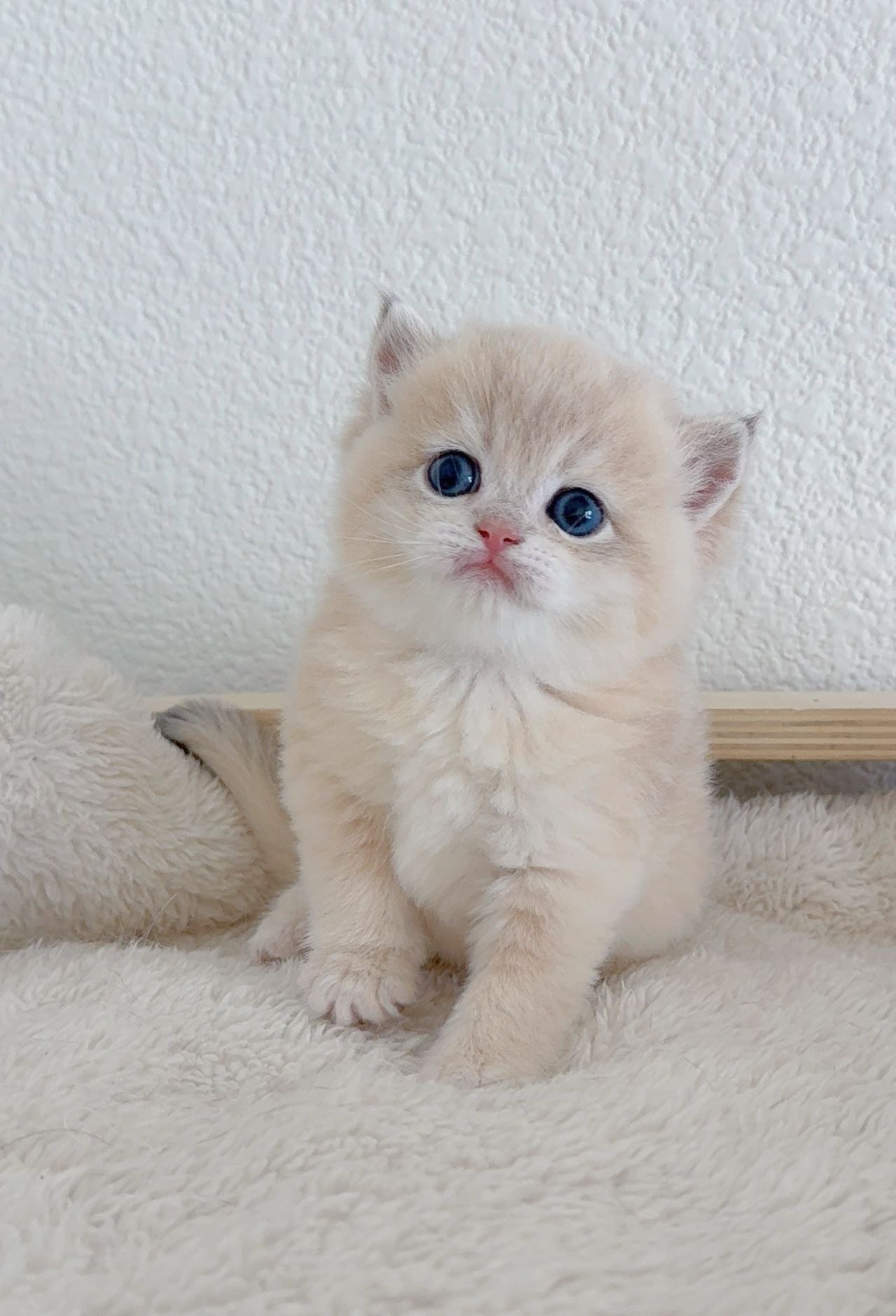 Egg Yolk — British Shorthair adopted from CreamyCutie Cattery in Milpitas, CA