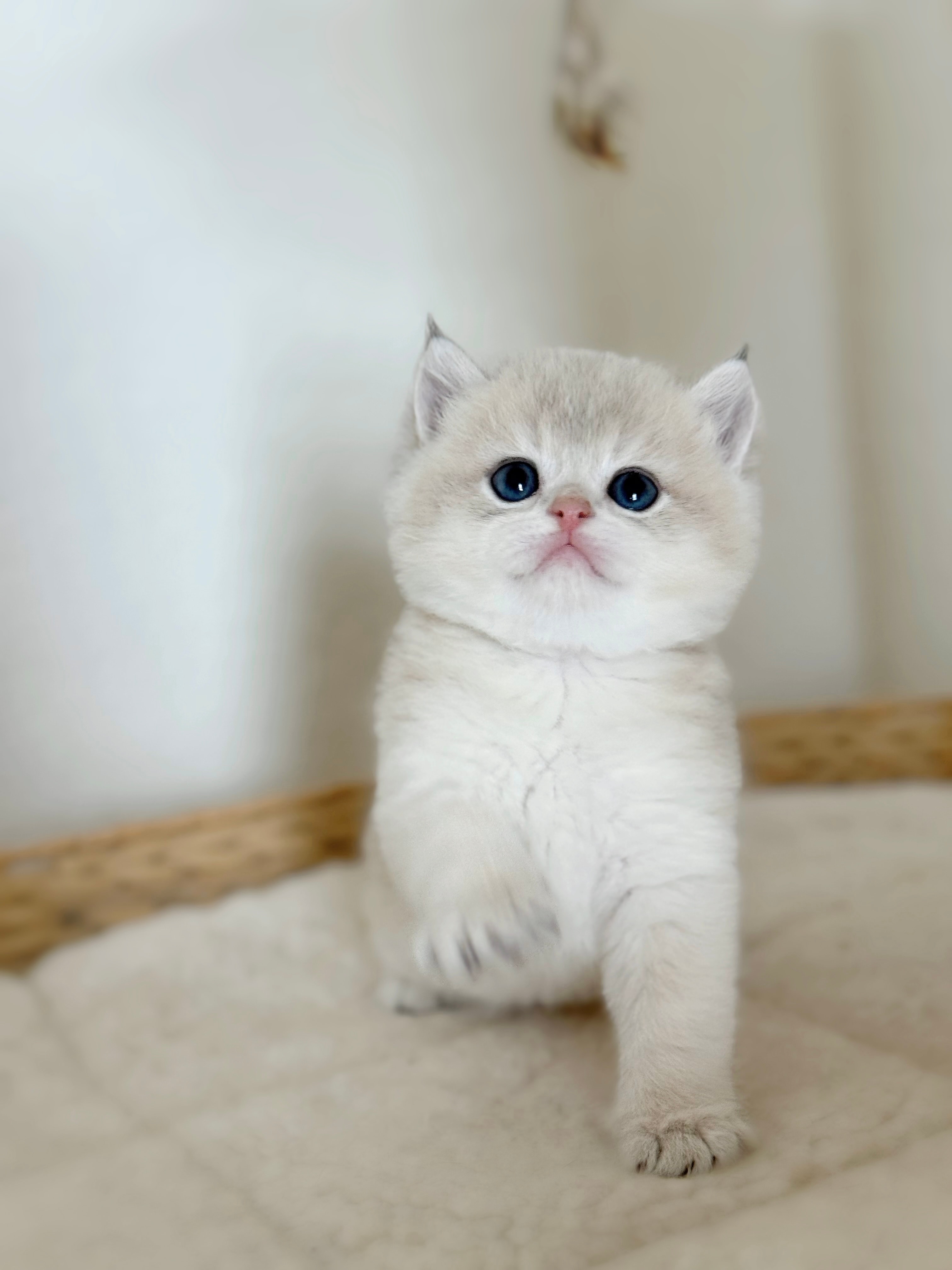 Hanhan — British Shorthair adopted from CreamyCutie Cattery in Milpitas, CA