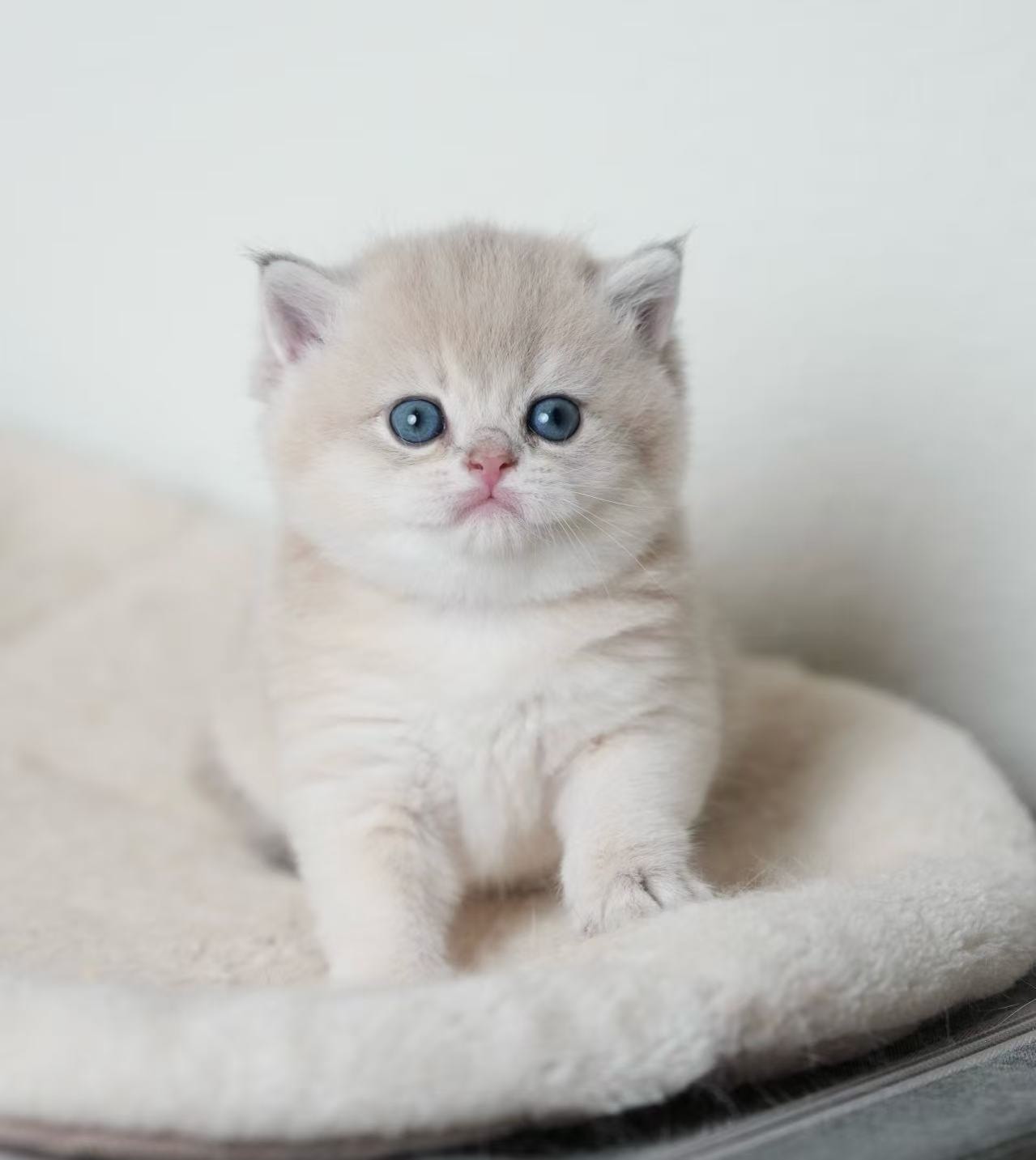 latte1 — British Shorthair adopted from CreamyCutie Cattery in Milpitas, CA