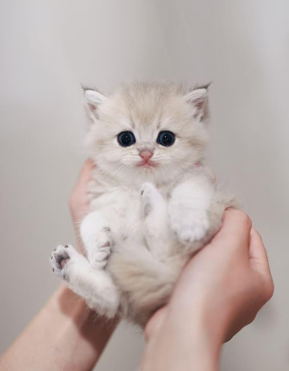 Mimi — British Shorthair adopted from CreamyCutie Cattery in Milpitas, CA