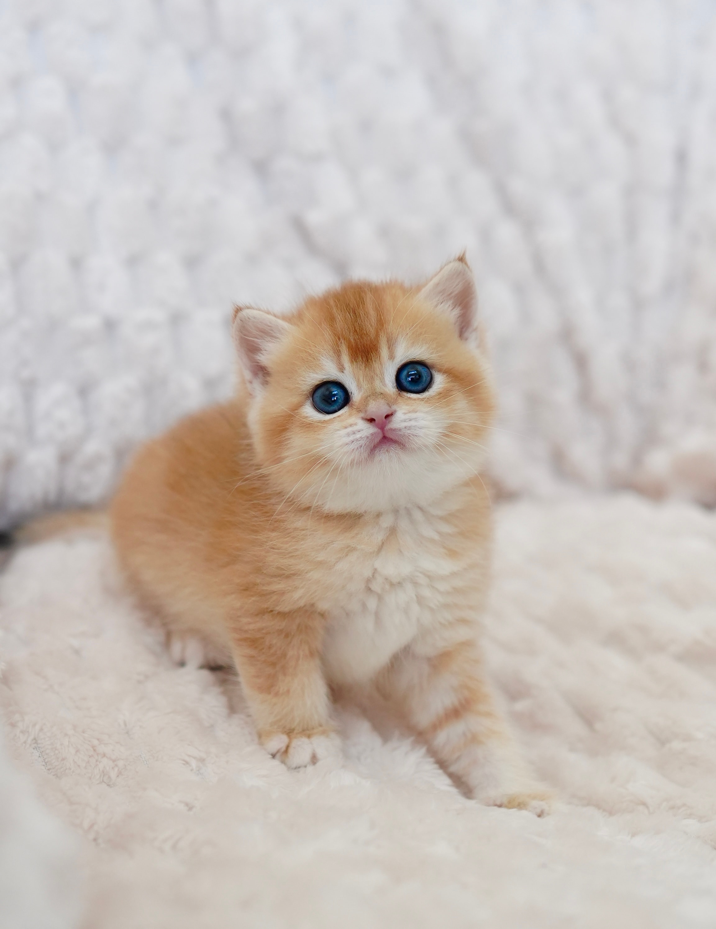 Amber — British Shorthair adopted from CreamyCutie Cattery in Milpitas, CA