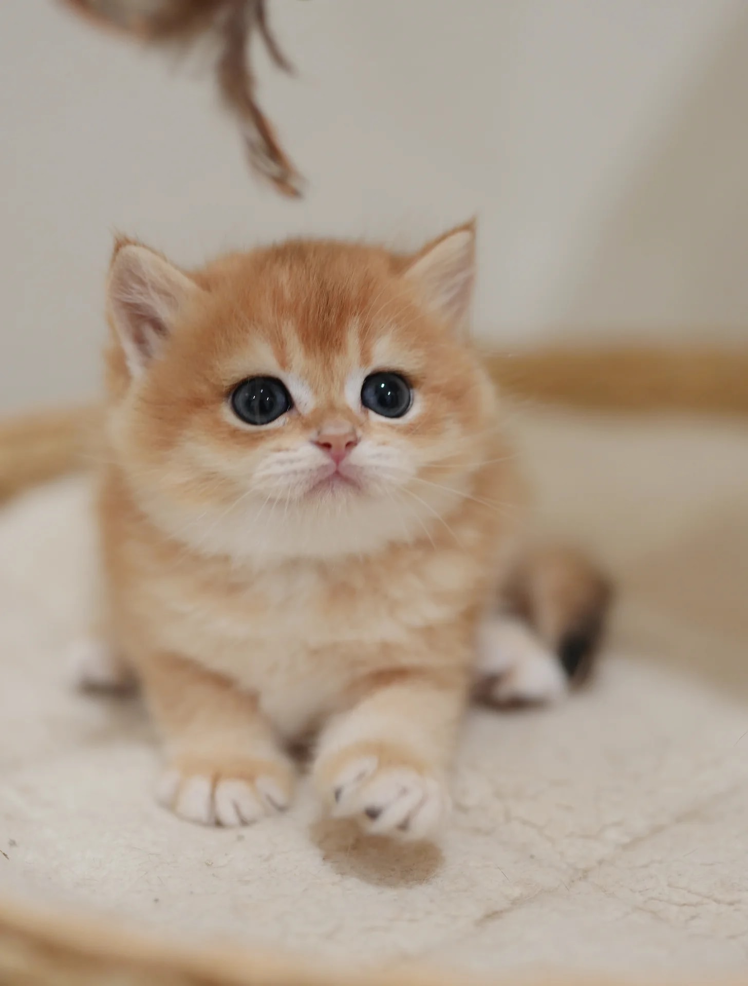 Big Bear — British Shorthair adopted from CreamyCutie Cattery in Milpitas, CA